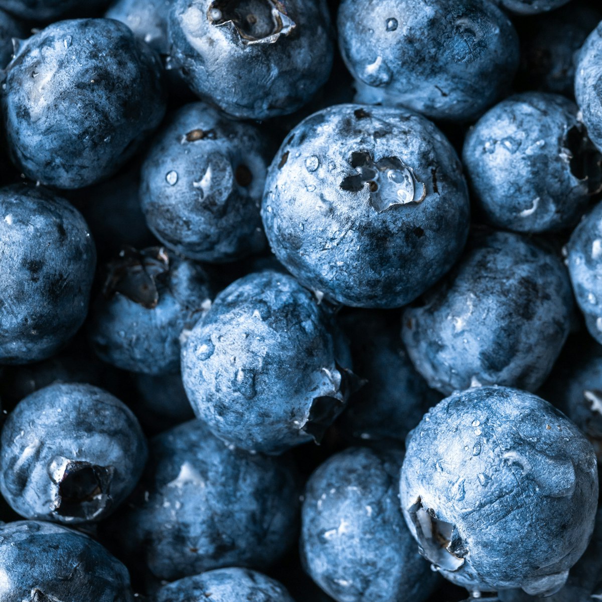 Blueberry Yogurt Bites