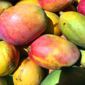 Alphonso Mango Yogurt Bites